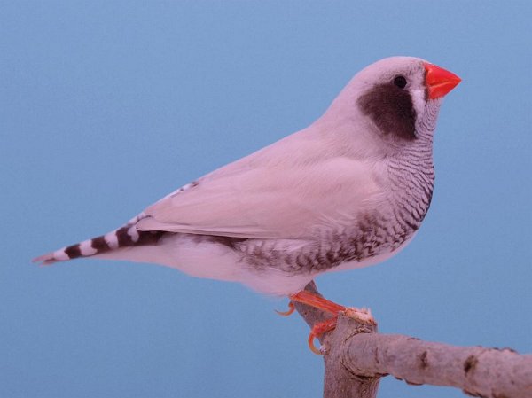 ZW Masker grijs man P1296029